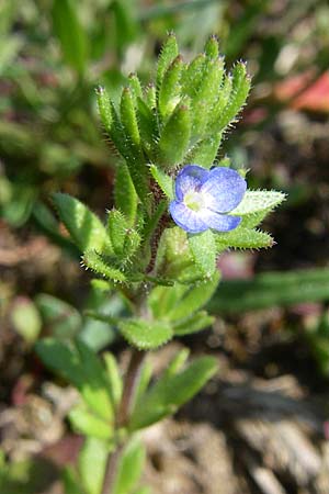 Veronica verna \ Frhlings-Ehrenpreis / Spring Speedwell, D Rheinhessen, Frei-Laubersheim 26.4.2008