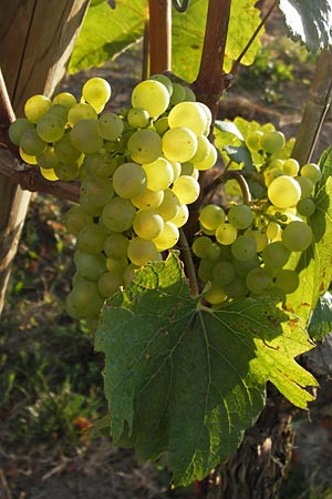 Vitis vinifera \ Weinrebe / Grape Vine, D Rheinhessen, Jugenheim 28.8.2012