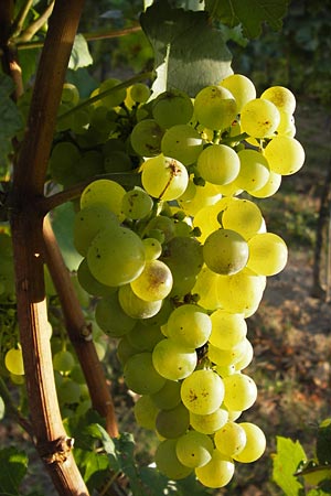 Vitis vinifera \ Weinrebe / Grape Vine, D Rheinhessen, Jugenheim 28.8.2012