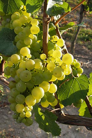 Vitis vinifera \ Weinrebe / Grape Vine, D Rheinhessen, Jugenheim 28.8.2012
