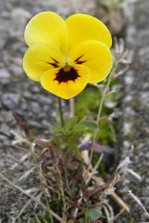 Viola wittrockiana \ Garten-Stiefm�tterchen / Pansy, D Odenwald, Michelstadt 6.10.2012