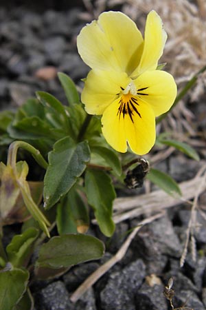 Viola wittrockiana \ Garten-Stiefm�tterchen / Pansy, D Odenwald, Michelstadt 6.10.2012