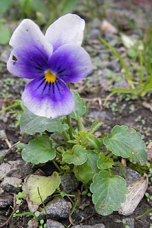 Viola wittrockiana \ Garten-Stiefm�tterchen / Pansy, D Odenwald, Michelstadt 6.10.2012