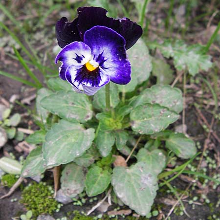 Viola wittrockiana \ Garten-Stiefm�tterchen / Pansy, D Odenwald, Michelstadt 6.10.2012