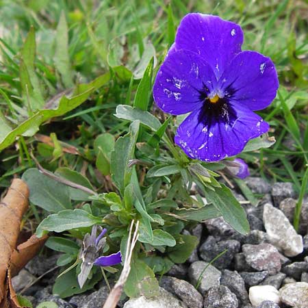 Viola wittrockiana \ Garten-Stiefm�tterchen / Pansy, D Odenwald, Michelstadt 6.10.2012