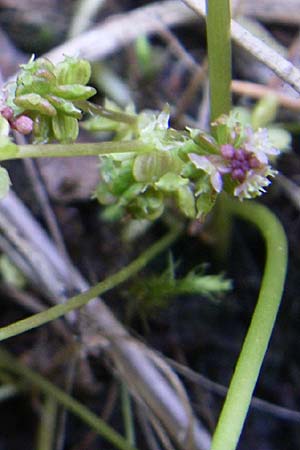 Hydrocotyle vulgaris \ Gewhnlicher Wassernabel / Marsh Pennywort, D Hassloch 14.8.2008