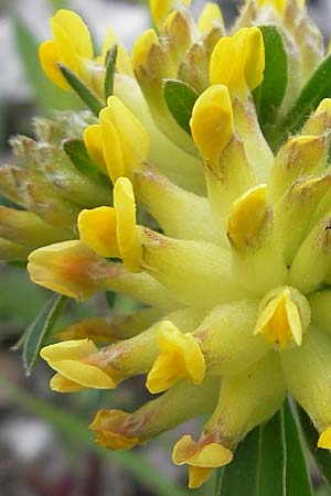 Anthyllis vulneraria subsp. polyphylla \ Steppen-Wundklee, Ungarischer Wundklee / Many-Leaved Kidney Vetch, D Gerolzhofen-Sulzheim 25.4.2009