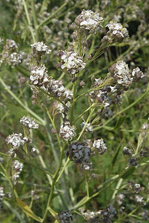 Lepidium latifolium \ Breitblttrige Kresse / Dittander, D Waghäusel 8.7.2006