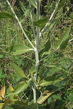 Lepidium latifolium \ Breitblttrige Kresse / Dittander, D Waghäusel 8.7.2006