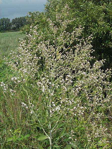Lepidium latifolium \ Breitblttrige Kresse / Dittander, D Waghäusel 8.7.2006