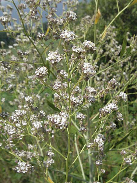 Lepidium latifolium \ Breitblttrige Kresse / Dittander, D Waghäusel 8.7.2006