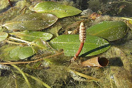 Potamogeton nodosus \ Flutendes Laichkraut / Loddon Pontweed, D Viernheim 18.7.2006