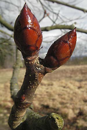 Juglans regia \ Echte Walnuss / Persian Walnut, D Mannheim 25.2.2007
