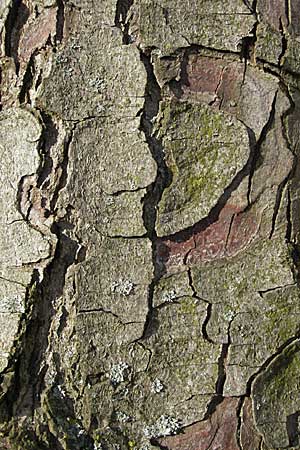 Juglans regia \ Echte Walnuss / Persian Walnut, D Mannheim 25.2.2007