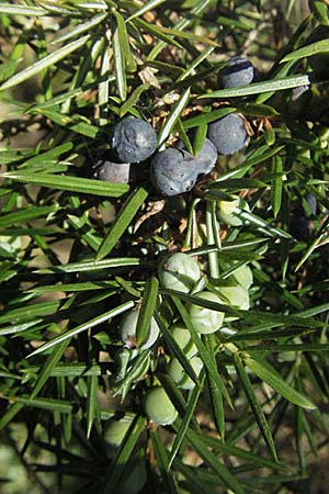 Juniperus communis \ Gewhnlicher Wacholder / Juniper, D Apfelberg 14.4.2007