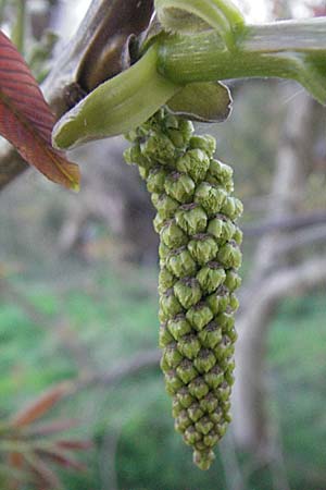 Juglans regia \ Echte Walnuss / Persian Walnut, D Edenkoben 15.4.2007