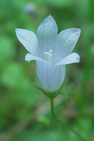 Wahlenbergia hederacea \ Efeu-Moorglckchen / Ivy-Leaved Bellflower, D Mörfelden-Walldorf 6.8.2007