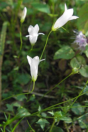Wahlenbergia hederacea \ Efeu-Moorglckchen / Ivy-Leaved Bellflower, D Mörfelden-Walldorf 6.8.2007