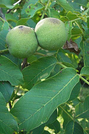 Juglans regia \ Echte Walnuss / Persian Walnut, D Weinheim an der Bergstraße 16.8.2007