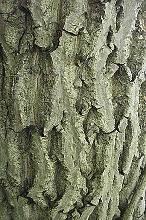 Juglans regia \ Echte Walnuss / Persian Walnut, D Weinheim an der Bergstraße 16.8.2007