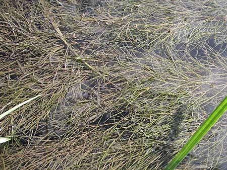 Zannichellia palustris \ Teichfaden / Horned Pondweed, D Neupotz 10.7.2008