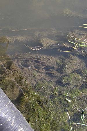 Zannichellia palustris \ Teichfaden / Horned Pondweed, D Neupotz 10.7.2008