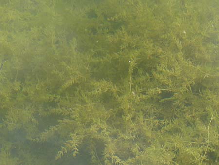 Myriophyllum spicatum \ hriges Tausendblatt / Spiked Water Milfoil, D Rheinstetten-Silberstreifen 26.7.2008