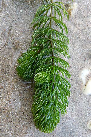 Ceratophyllum demersum \ Raues Hornblatt / Rigid Hornwort, D Mannheim 21.9.2008