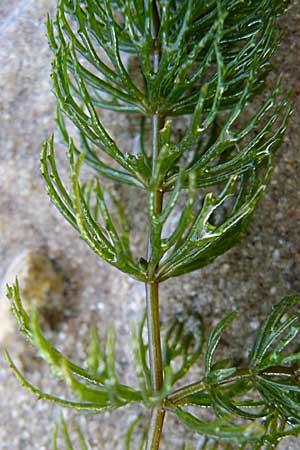 Ceratophyllum demersum \ Raues Hornblatt / Rigid Hornwort, D Mannheim 21.9.2008