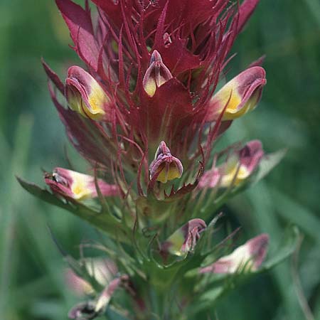 Melampyrum arvense \ Acker-Wachtelweizen / Field Cow-Wheat, D Neuleiningen 4.6.2000