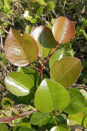 Pyrus pyraster \ Wild-Birne, Holz-Birne / Wild Pear, D Neuleiningen 26.4.2009