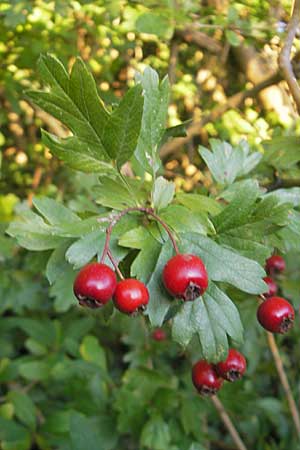 Crataegus monogyna \ Eingriffeliger Weidorn / Hawthorn, D Zwingenberg an der Bergstraße 21.9.2010