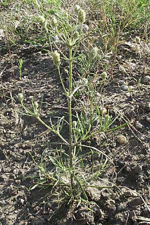 Plantago arenaria \ Sand-Wegerich / Branched Plantain, D Mannheim 3.7.2006