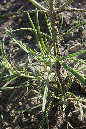 Plantago arenaria \ Sand-Wegerich / Branched Plantain, D Mannheim 3.7.2006