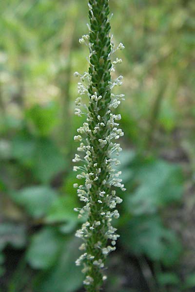 Plantago major \ Breit-Wegerich, Groer Wegerich / Greater Plantain, D Mannheim 6.7.2006