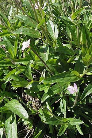 Epilobium tetragonum <b>?</b>, Square-Stalked Willowherb Epilobium tetragonum <b>?</b>, Square-Stalked Willowherb