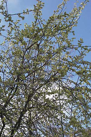 Salix caprea \ Sal-Weide / Goat Willow, D Weinheim an der Bergstraße 10.3.2007