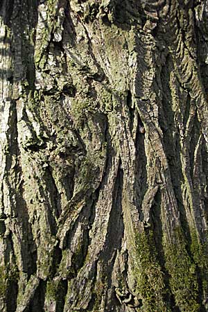 Salix alba, Silber-Weide