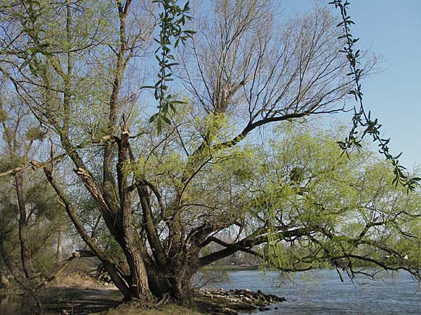 Salix alba \ Silber-Weide / White Willow, D Mannheim 26.3.2007