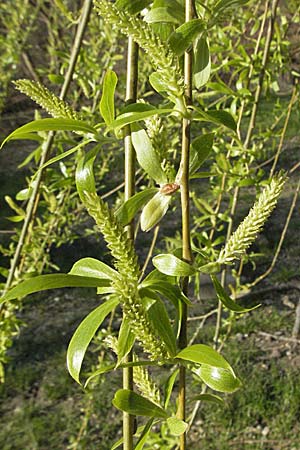 Salix alba \ Silber-Weide / White Willow, D Mannheim 26.3.2007