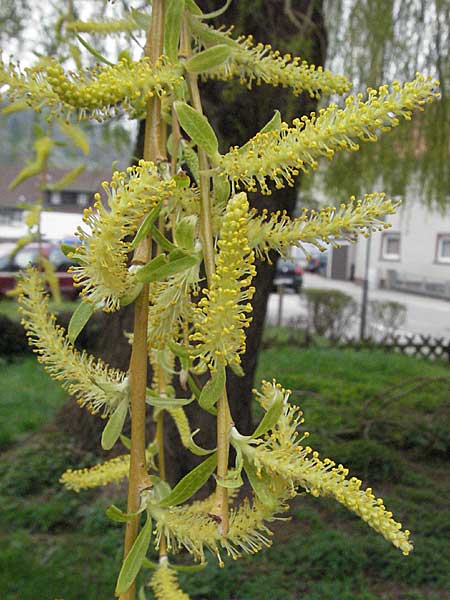 Salix alba x babylonica / Golden Weeping Willow, D Weinheim an der Bergstraße 31.3.2007
