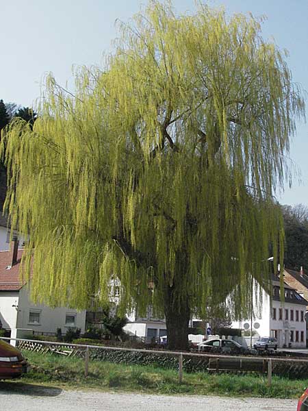 Salix alba x babylonica / Golden Weeping Willow, D Weinheim an der Bergstraße 1.4.2007