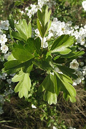 Crataegus monogyna \ Eingriffeliger Weidorn / Hawthorn, D Hemsbach 19.4.2007
