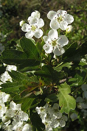 Crataegus monogyna \ Eingriffeliger Weidorn / Hawthorn, D Hemsbach 19.4.2007