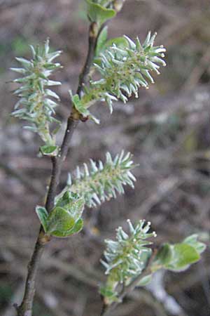 Salix aurita \ Ohr-Weide / Eared Willow, D Villingen-Schwenningen 21.4.2007