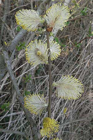 Salix aurita \ Ohr-Weide / Eared Willow, D Villingen-Schwenningen 21.4.2007