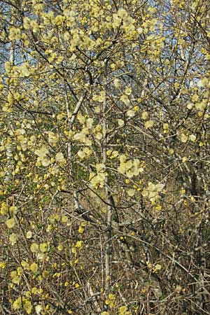 Salix aurita \ Ohr-Weide / Eared Willow, D Villingen-Schwenningen 21.4.2007