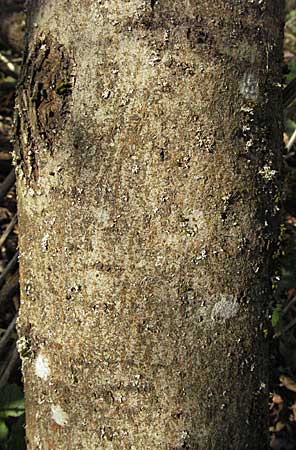 Salix hybr1 ? \ Weide / Willow, D Villingen-Schwenningen 21.4.2007