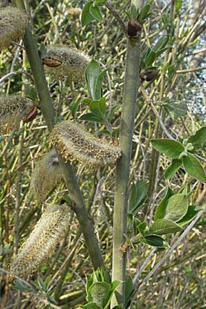 Salix hybr1 ? \ Weide / Willow, D Villingen-Schwenningen 21.4.2007
