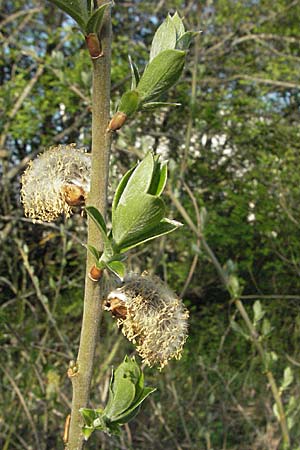 Salix hybr1 ? \ Weide / Willow, D Villingen-Schwenningen 21.4.2007